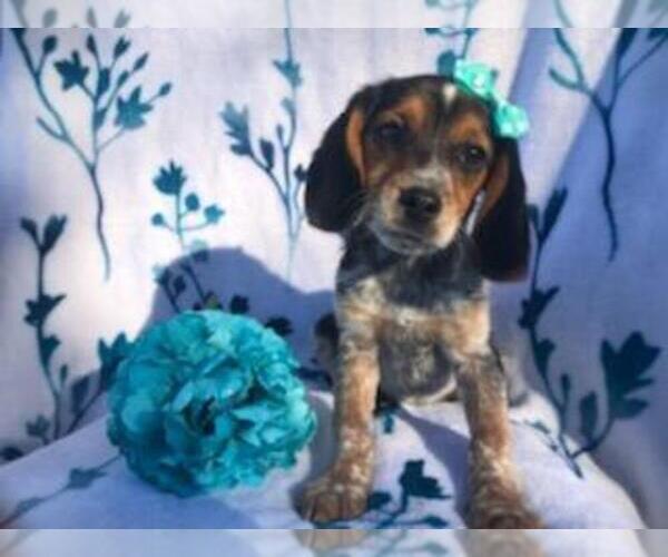 Medium Photo #2 Beagle Puppy For Sale in LAKELAND, FL, USA