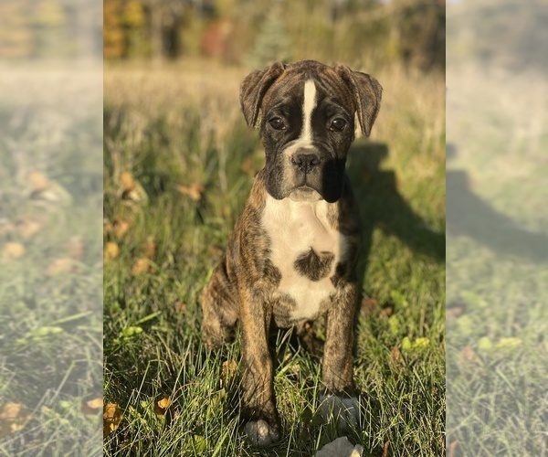 Medium Photo #3 Boxer Puppy For Sale in WAUKESHA, WI, USA
