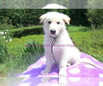 Small #1 German Shepherd Dog