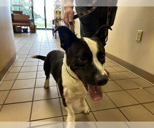 Medium American Pit Bull Terrier-Basset Hound Mix