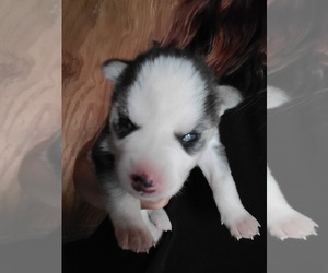 Siberian Husky Puppy for sale in SALEM, IL, USA