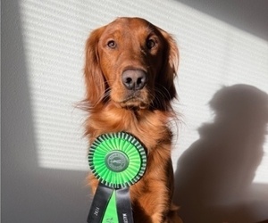 Father of the Golden Retriever puppies born on 06/06/2025