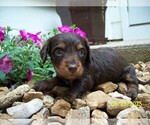 Small #11 Dachshund