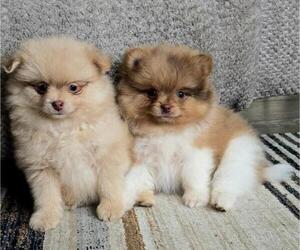 Pomeranian Puppy for sale in ORRVILLE, OH, USA