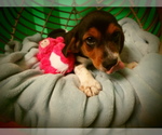 Small Photo #1 Beagle Puppy For Sale in PATERSON, NJ, USA