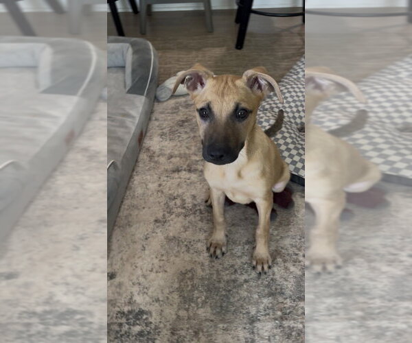 Medium Photo #2 Mutt Puppy For Sale in Mooresville, NC, USA