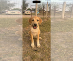 Small #5 Labrador Retriever Mix