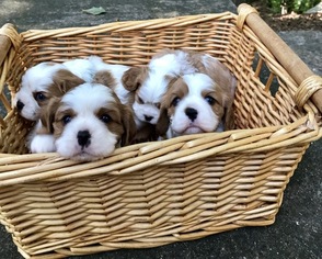 Cavalier King Charles Spaniel Puppy for sale in LEICESTER, NC, USA