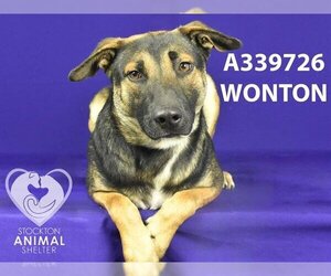 German Shepherd Dog-Unknown Mix Dogs for adoption in Stockton, CA, USA