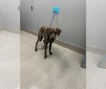 Small Mutt