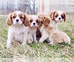 Small Photo #1 Cavalier King Charles Spaniel Puppy For Sale in Wolfsberg, Carinthia, Austria