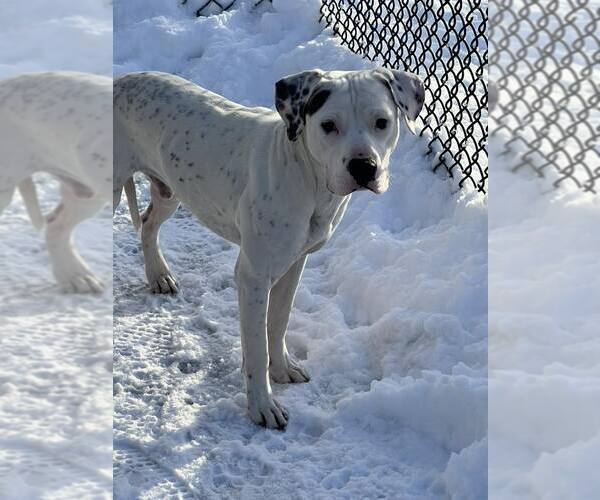 Medium Photo #1 Mutt Puppy For Sale in Crete, IL, USA