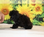 Jasper - Male Poodle (Toy) Puppy for Sale - Photo #32