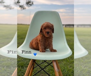 Medium Australian Labradoodle