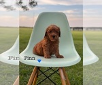 Puppy Puppy 4 Finn Australian Labradoodle