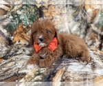 Small #3 Cavapoo (Miniature)