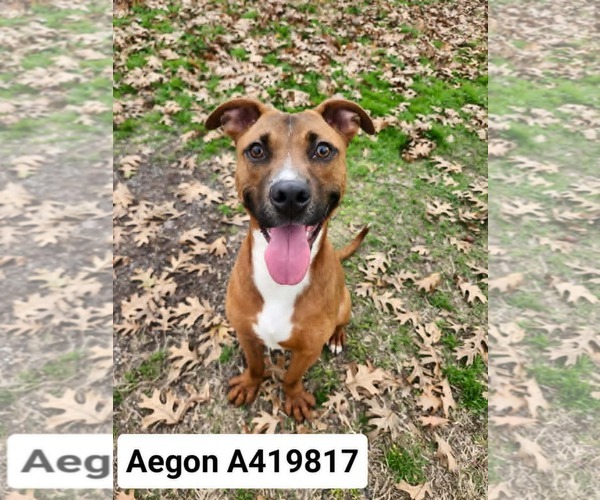 Medium Photo #1 Black Mouth Cur-Unknown Mix Puppy For Sale in Conroe, TX, USA