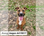 Small Black Mouth Cur Mix