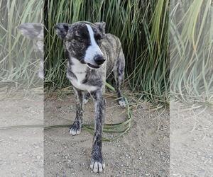 Border Collie-Siberian Husky Mix Dogs for adoption in Santa Clarita, CA, USA