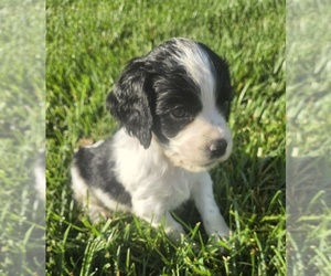 English Springer Spaniel Puppy for sale in BAYLISS, CA, USA