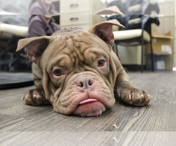 Medium Photo #1 Bulldog Puppy For Sale in Chestertown, MD, USA