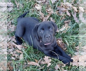 Labrador Retriever Puppy for sale in GRANITE FALLS, NC, USA