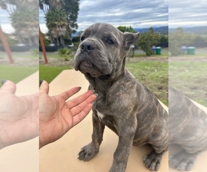 Medium Cane Corso