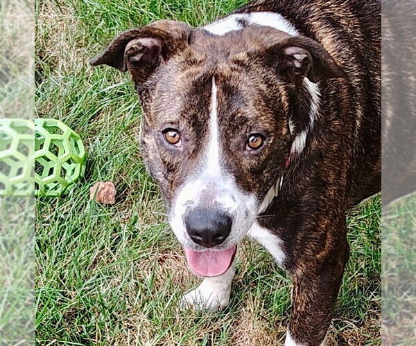 Medium Photo #5 Mutt Puppy For Sale in Canton, CT, USA