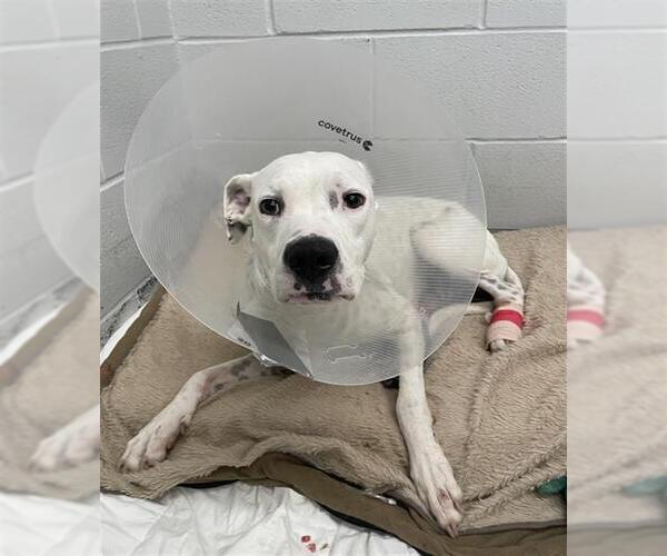 Medium Photo #2 Boxer-Staffordshire Bull Terrier Mix Puppy For Sale in Rosenberg, TX, USA