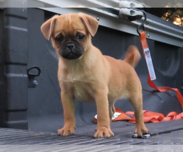 Medium Photo #1 Pug-Puggle Mix Puppy For Sale in GLENMOORE, PA, USA