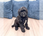 Small #3 Poodle (Miniature)