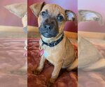 Small Photo #13 Black Mouth Cur-Unknown Mix Puppy For Sale in Wakefield, RI, USA