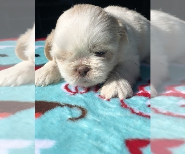 Medium Photo #7 Shih Tzu Puppy For Sale in MILTON, FL, USA