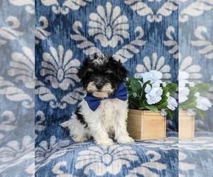 Maltipoo Puppy for sale in NEW PROVIDENCE, PA, USA