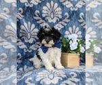 Small Photo #1 Maltipoo Puppy For Sale in NEW PROVIDENCE, PA, USA