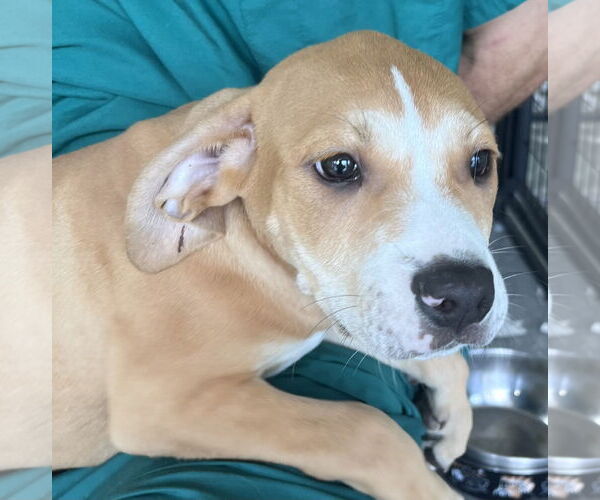 Medium Photo #2 American Bulldog-Labrador Retriever Mix Puppy For Sale in Royal Palm Beach, FL, USA