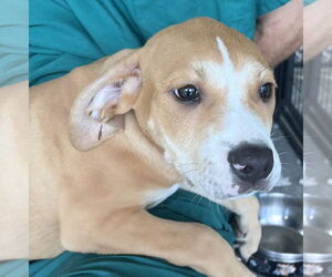 Edison - Male American Bulldog-Labrador Retriever Mix Dog for Adoption - Photo #2