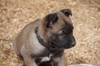 Small Photo #1 Belgian Malinois Puppy For Sale in ETOWAH, OK, USA