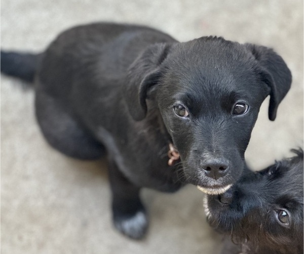 Medium Photo #3 Australian Cattle Dog-Unknown Mix Puppy For Sale in ELK GROVE, CA, USA