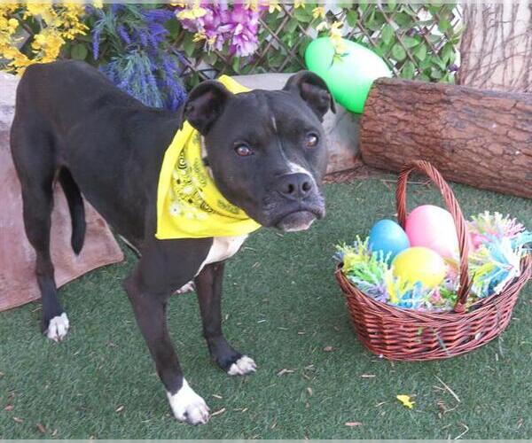 Medium Photo #1 Boxer-Unknown Mix Puppy For Sale in Oklahoma City, OK, USA