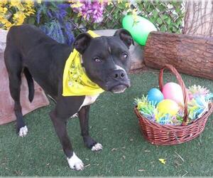 Boxer-Unknown Mix Dogs for adoption in Oklahoma City, OK, USA