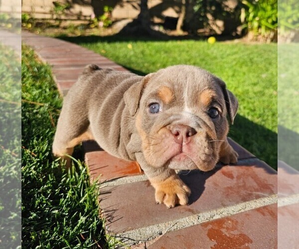 Medium Photo #2 Bulldog Puppy For Sale in RIVERSIDE, CA, USA