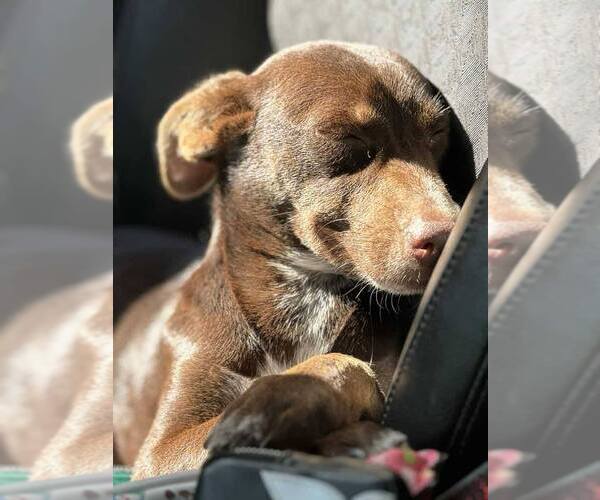 Medium Photo #3 Dachshund-Unknown Mix Puppy For Sale in Arlington, VA, USA