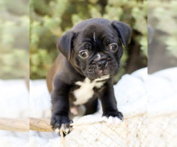 Medium Photo #3 Faux Frenchbo Bulldog Puppy For Sale in Corona, CA, USA