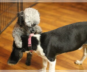 Shy aka Snoopy - Male Beagle Dog for Adoption - Photo #3