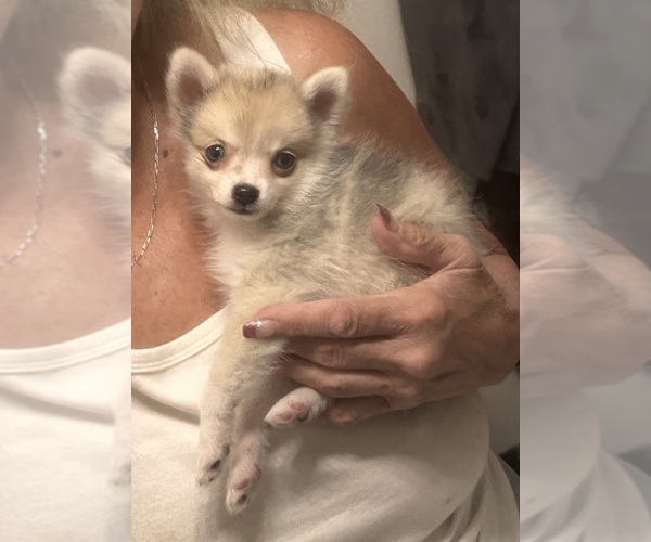 Medium Photo #3 Pomsky Puppy For Sale in GOLDEN VALLEY, AZ, USA