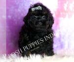 Puppy Frosty Poodle (Miniature)