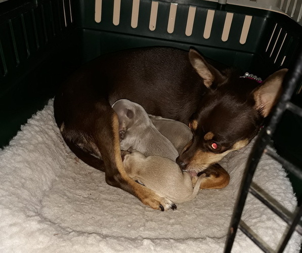 Medium Photo #1 Chihuahua Puppy For Sale in ARANSAS PASS, TX, USA