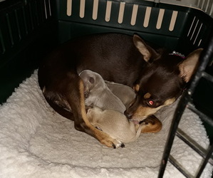 Mother of the Chihuahua puppies born on 04/09/2026