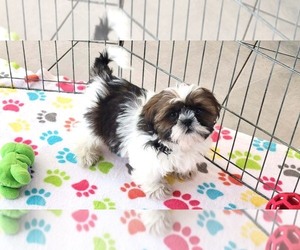 Shih Tzu Puppy for sale in ORO VALLEY, AZ, USA